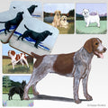German Wirehaired Pointer Scenic Square Coaster
