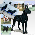 Great Dane Scenic Square Coaster