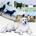 Great Pyrenees Scenic Square Coaster