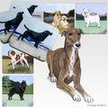 Greyhound Scenic Square Coaster