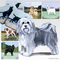 Havanese Scenic Square Coaster