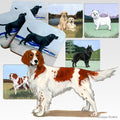 Irish Red and White Setter Scenic Square Coaster
