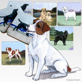 Russell Terrier Scenic Square Coaster