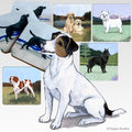 Russell Terrier Scenic Square Coaster