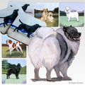 Keeshond Scenic Square Coaster