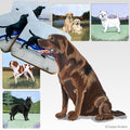 Labrador Retriever Scenic Coaster Set