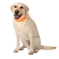 Hi-Vis Cooling Collar