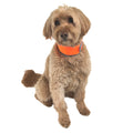 Hi-Vis Cooling Collar