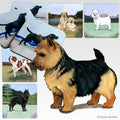 Norwich Terrier Scenic Square Coaster
