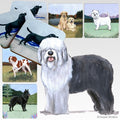 Old English Sheepdog Scenic Square Coaster