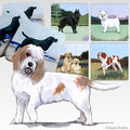 Petit Basset Griffon Vendeen Scenic Square Coaster