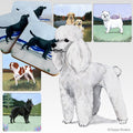 Poodle Scenic Square Coaster