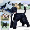 Portuguese Water Dog Scenic Square Coaster