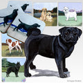 Pug Scenic Square Coaster