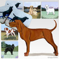 Redbone Coonhound Scenic Square Coaster