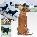 Rhodesian Ridgeback Scenic Square Coaster