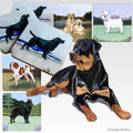 Rottweiler Scenic Square Coaster