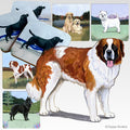 Saint Bernard Scenic Square Coaster