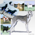 Saluki Scenic Square Coaster