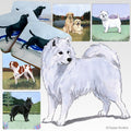 Samoyed Scenic Square Coaster