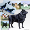 Schipperke Scenic Square Coaster