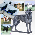 Scottish Deerhound Scenic Square Coaster