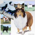 Shetland Sheepdog Scenic Square Coaster