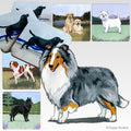 Shetland Sheepdog Scenic Square Coaster