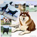 Siberian Husky Scenic Square Coaster