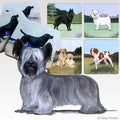 Skye Terrier Scenic Square Coaster