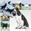 English Springer Spaniel Scenic Square Coaster