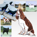 English Springer Spaniel Scenic Square Coaster