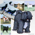Tibetan Terrier Scenic Square Coaster