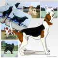 Treeing Walker Coonhound Scenic Square Coaster
