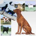 Vizsla Scenic Square Coaster