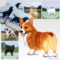 Pembroke Welsh Corgi Scenic Square Coaster