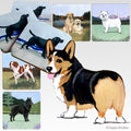 Pembroke Welsh Corgi Scenic Square Coaster