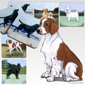 Welsh Springer Spaniel Scenic Square Coaster