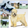 Soft Coated Wheaten Terrier Scenic Square Coaster
