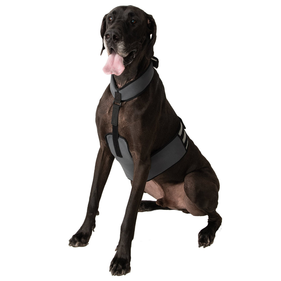 CoolerDog Cooling Vest and Collar AKC Shop - Main Image